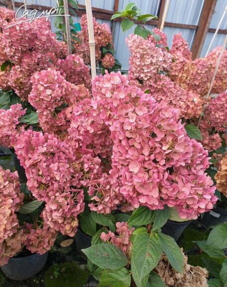 Гортензія волотиста 'Sundae Fraise' ® - 1