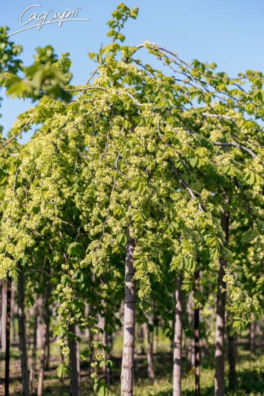 В'яз шорсткий 'Camperdownii' #3, WRB 25--30 250-300 St. 200-225 - 2 В'яз шорсткий 'Camperdownii' #3, WRB 25--30 250-300 St. 200-225 - 2