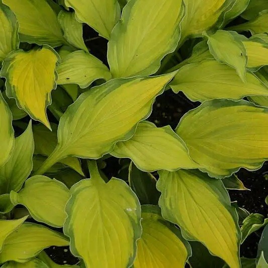 Хоста 'Lady Guinevere' - 4