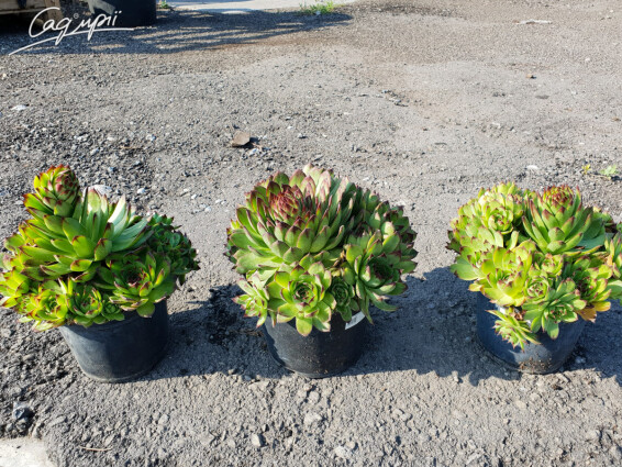 Молодило сизе - 3