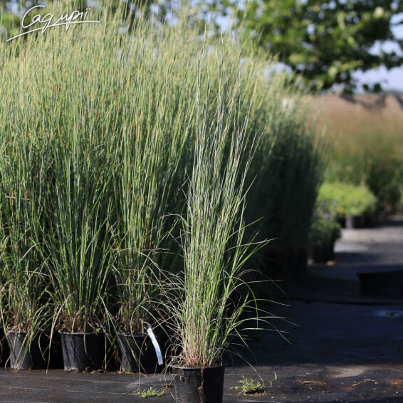 Бородач Жерарда - 2 Бородач Жерарда - 2