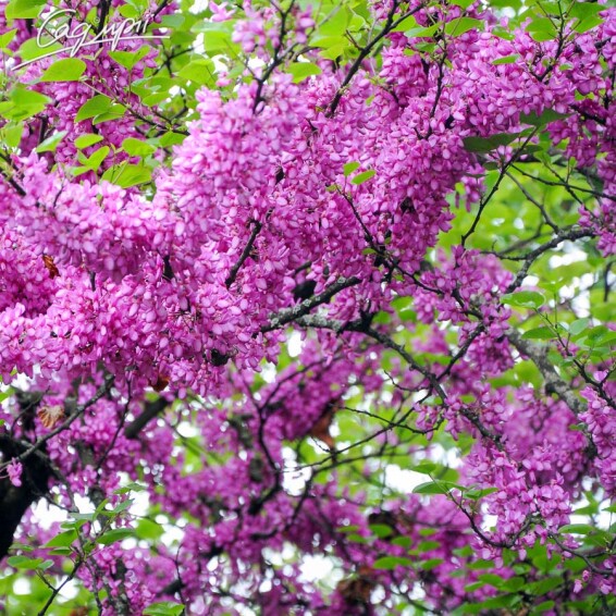 Церціс канадський - 5