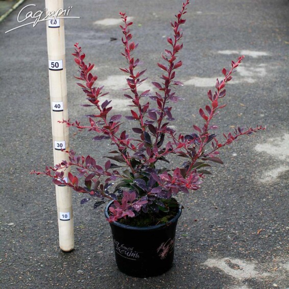 Барбарис оттавський 'Auricoma' - 2