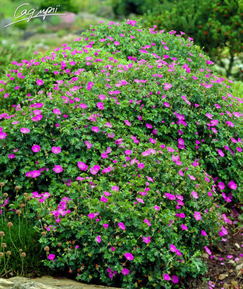 Герань кроваво-червона 'Max Frei' - 2 Герань кроваво-червона 'Max Frei' - 2