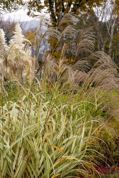 Мискантус китайский 'Variegatus' #1, С3 - - 4 Мискантус китайский 'Variegatus' #1, С3 - - 4