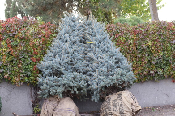 Ель колючая 'Hoopsii', WRB - 350-400 - - 2