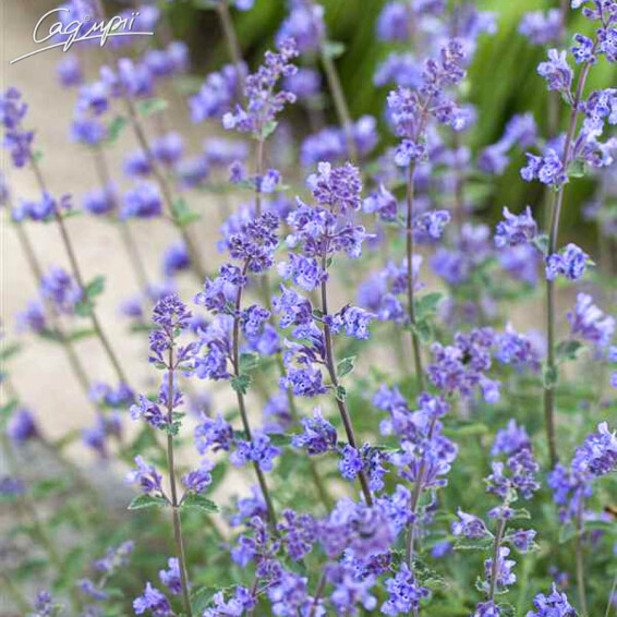 Котовник Фассена 'Senior' - 3 Котовник Фассена 'Senior' - 3