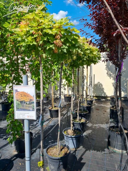 Клен 'Brilliantissimum' - 1