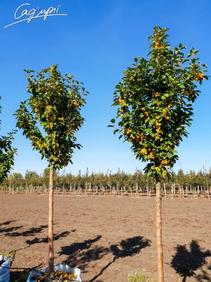 Яблоня 'Golden Hornet' - 4 Яблоня 'Golden Hornet' - 4