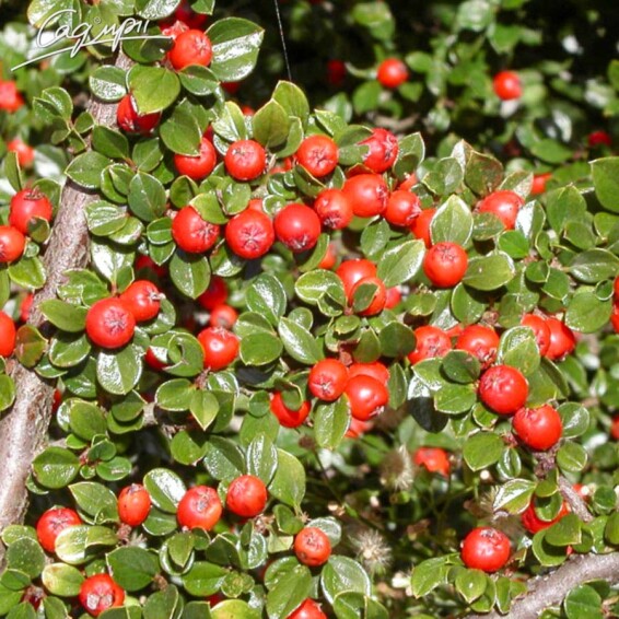 Кизильник Даммера 'Major' - 3