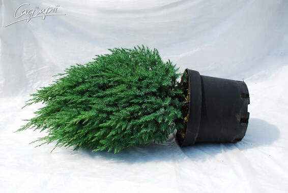 Ялівець китайський 'Stricta' #1, C3 30-40 - 9