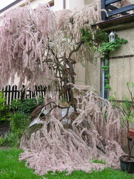 Тамарикс дрібноцвітковий - 3 Тамарикс дрібноцвітковий - 3