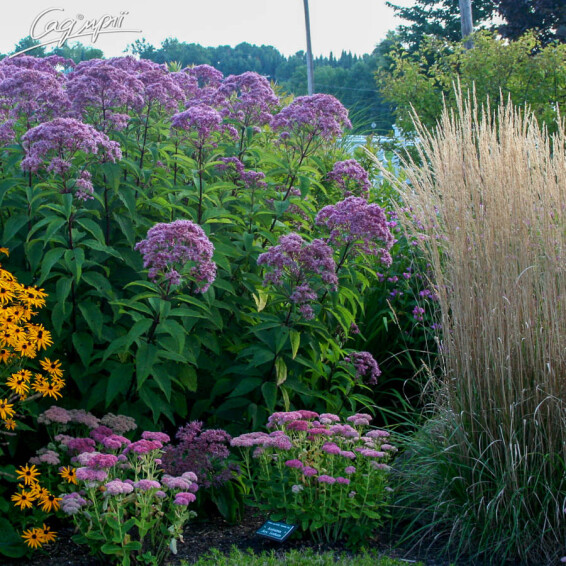 Сідач плямистий 'Riesenschirm', C3 - - 4