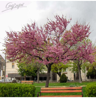 Церціс канадський