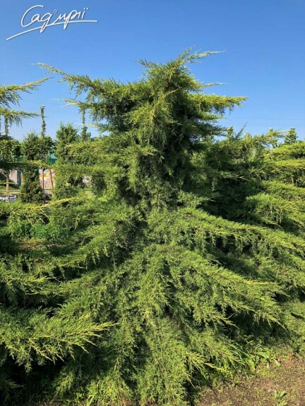 Можжевельник китайский 'Kuriwao Gold' #1, C7 - - 9