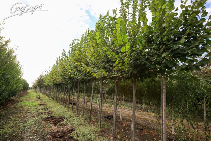 Липа - чудовий вибір для ландшафтного дизайну та міського озелення