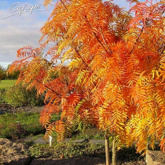 Рябина 'Dodong' #3, C46 10--12 300-350 St. 200 - 2