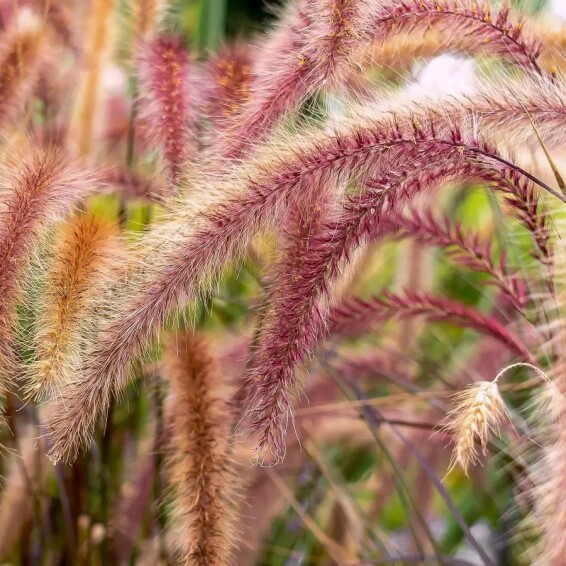 Перистощетинник восточный 'Flamingo' - 6