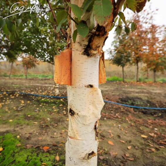 Береза китайская 'Fascination' - 7