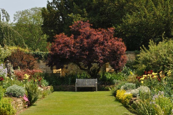 Скумпия кожевенная 'Royal Purple' - 6