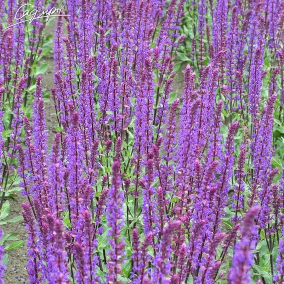 Шавлія лісова 'Caradonna Compact' ® PBR - 3