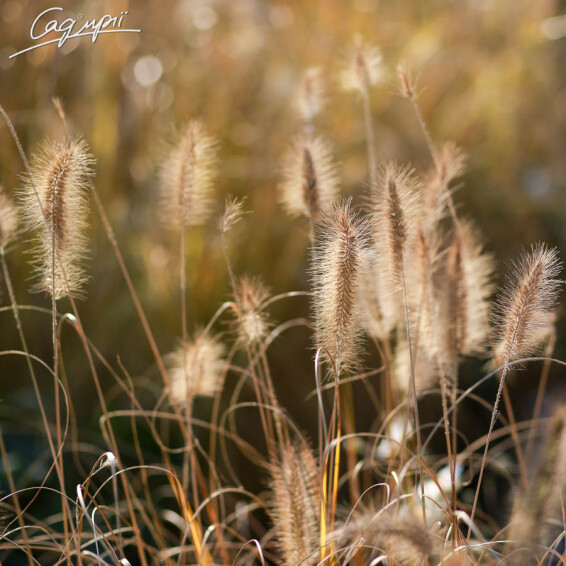 Перистощетинник лисохвостный - 4