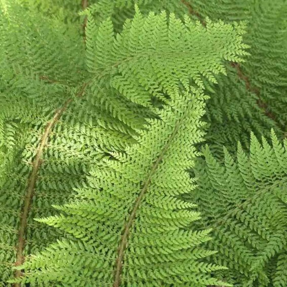 Папороть (багаторядник) 'Herrenhausen' - 4