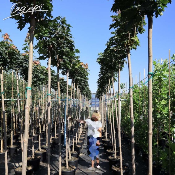 Клен платановидный 'Globosum' #4, WRB 10--12 250-300 St. 200-225 - 9