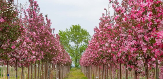 Яблоня 'Rudolph' #1, WRB 18--20 450-500 St. 160-180 - 1