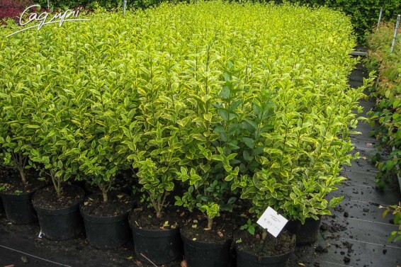 Бирючина овальнолистная 'Aureum' #2, C3 - - 2