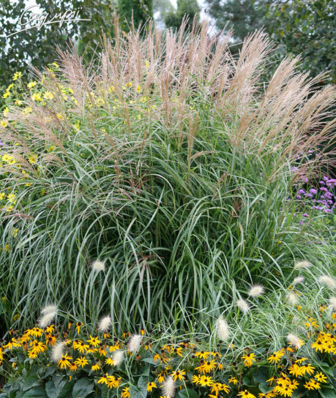 Міскантус китайський 'Kleine Fontane' - 2