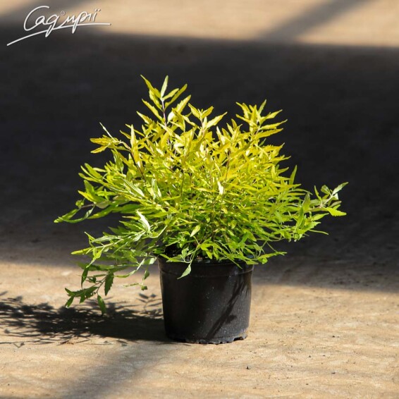 Кариоптерис кландонский 'Worcester Gold' #1, С2,C3 40-50 - 2 Кариоптерис кландонский 'Worcester Gold' #1, С2,C3 40-50 - 2