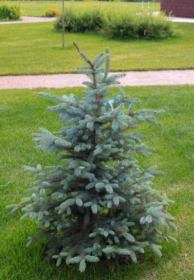 Ялина колюча 'Glauca Arizona Kaibab' - 2