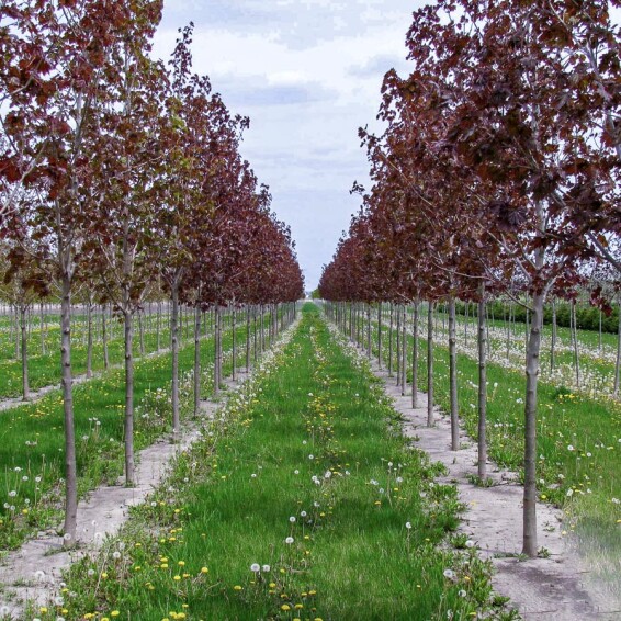 Клен остролистный 'Deborah' - 8