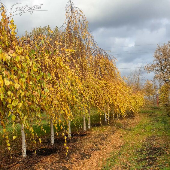 Береза плакуча 'Youngii', кореневласна - 11