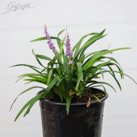 Ліріопе мускарі 'Royal Purple' - 3