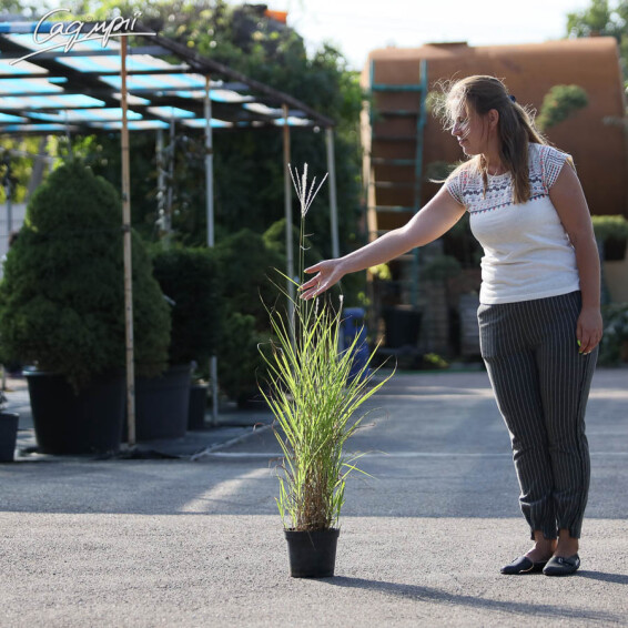 Міскантус китайський 'Late Hybrids', C3 - - 1