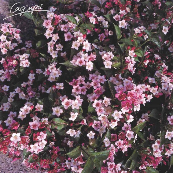 Вейгела квітуча 'Alexandra®' - 1