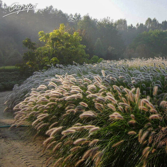 Пенісетум волохатий, C1 - - 9 Пенісетум волохатий, C1 - - 9