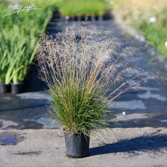 Щучник дернистий 'Bronzeschleier', C1 - - 1