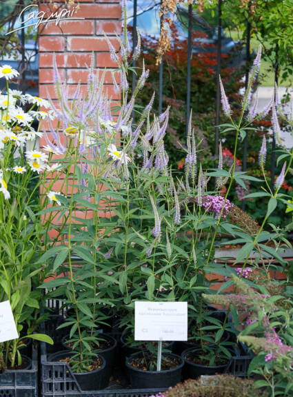 Вероникаструм виргинский 'Fascination' - 6 Вероникаструм виргинский 'Fascination' - 6