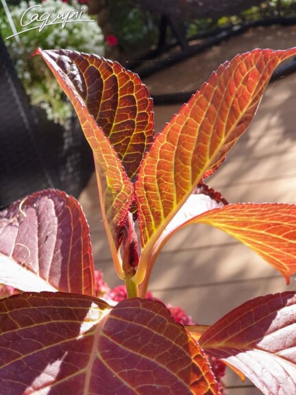 Гортензия крупнолистная 'Miss Saori'® - 4