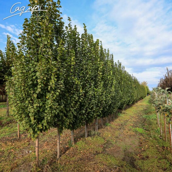 Граб обыкновенный 'Lucas' - 1 Граб обыкновенный 'Lucas' - 1