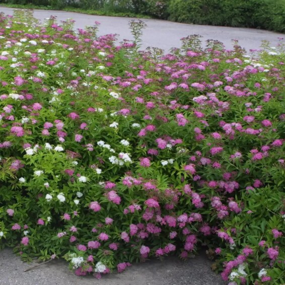 Спирея японская 'Shirobana' - 5 Спирея японская 'Shirobana' - 5