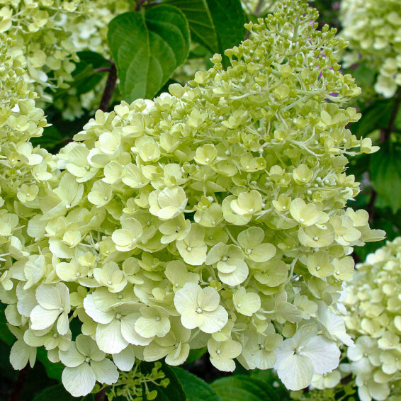 Гортензія волотиста 'Polar Bear'® - 2
