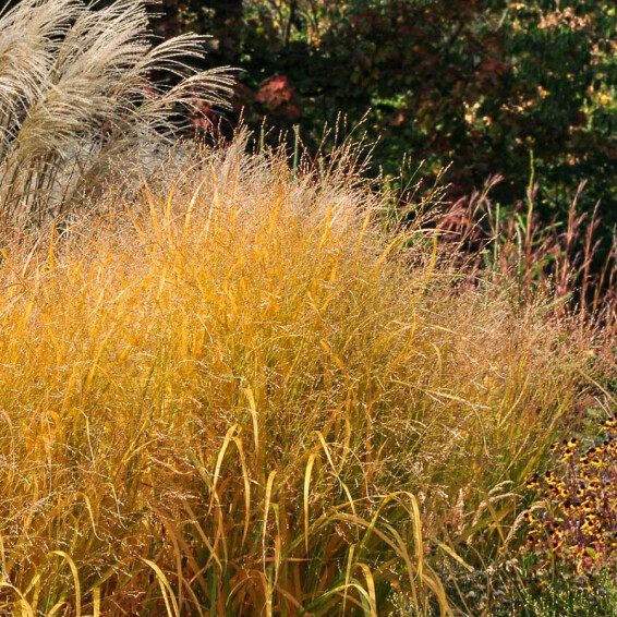 Просо прутьевидное 'Strictum', C3 - - 2