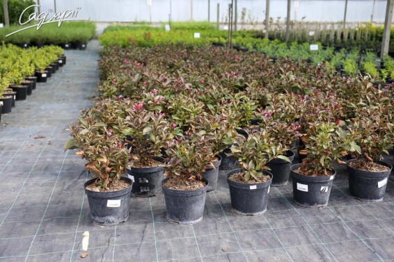 Вейгела квітуча 'Alexandra®' - 2