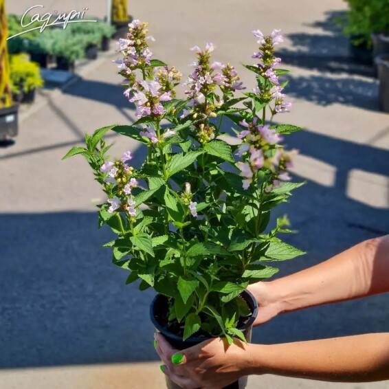 Котовник полусидячий 'Candy Cat' - 2