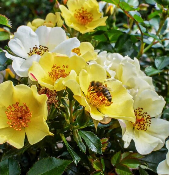 Троянда бордюрна 'Bee Gold'® - 1