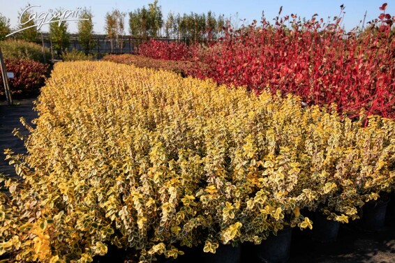 Бересклет Форчуна 'Emerald Gold' #1, p9 10-20 - 4